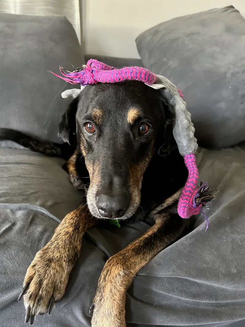 Lovable Leo Priority!!!!! thumbnail 2