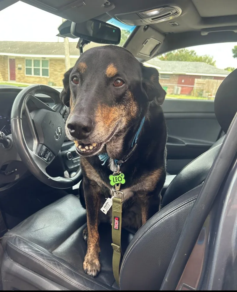 Lovable Leo Priority!!!!! thumbnail 3