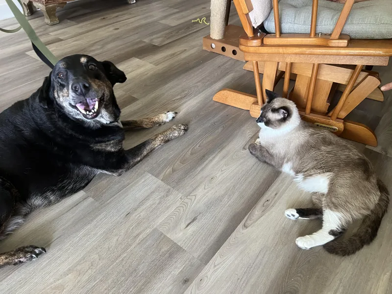 Lovable Leo Priority!!!!! thumbnail 4