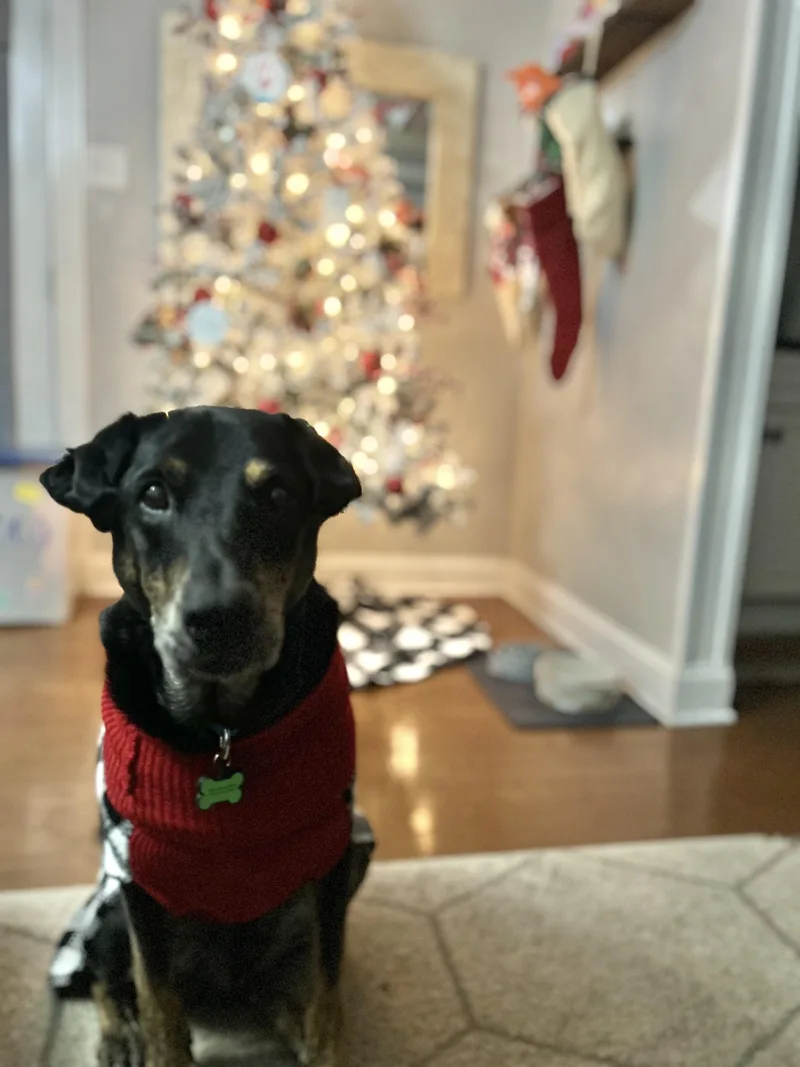 Lovable Leo Priority!!!!!