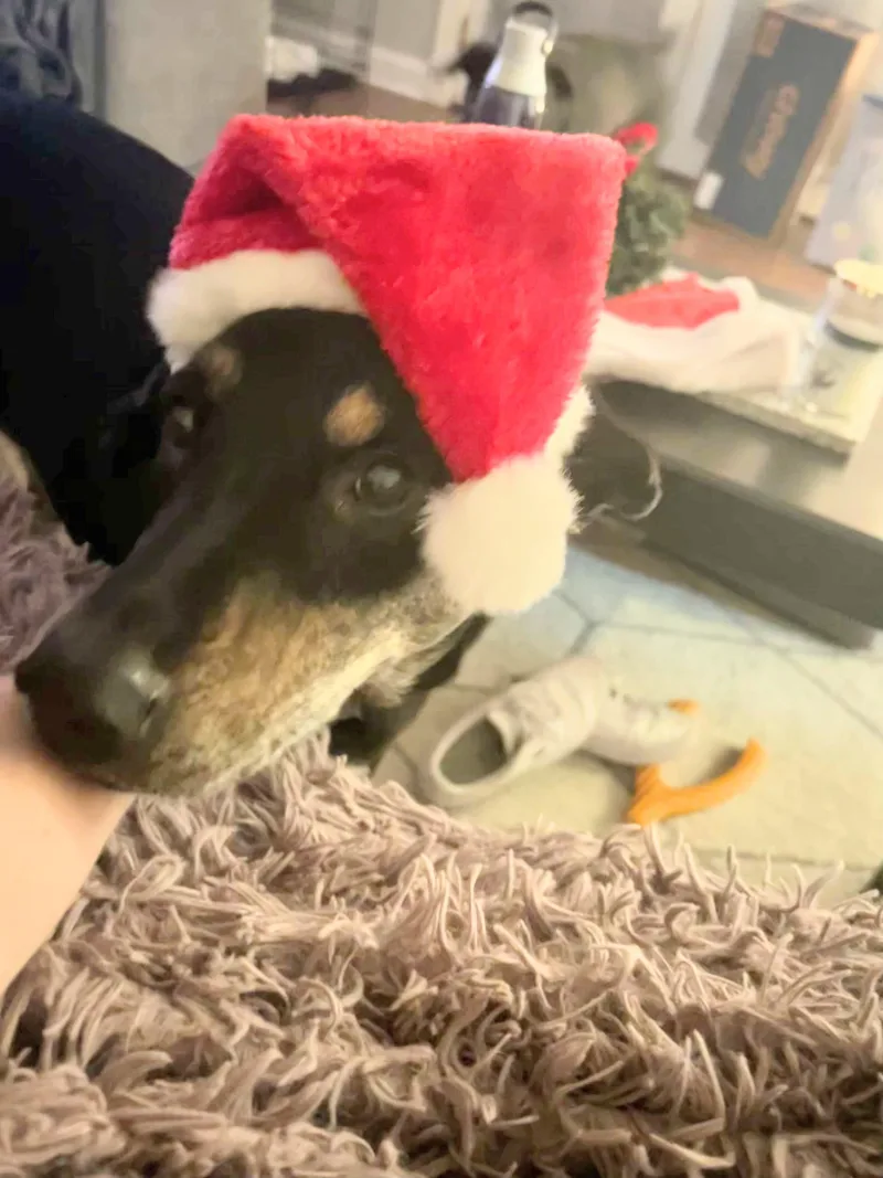 Lovable Leo Priority!!!!! thumbnail 5