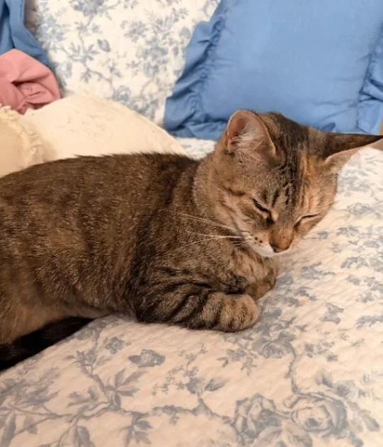An adult medium-sized female Tabby (Brown / Chocolate) Domestic Short Hair cat named Jessica for adoption in Marietta, GA
