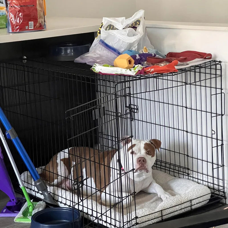 An adult large-sized female Pit Bull Terrier dog named Nala for adoption in Marina del Rey, CA