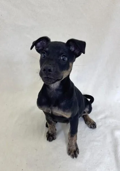 A young large-sized male American Bully dog named Dillion for adoption in Buffalo, MN