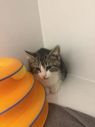 A baby small-sized male Domestic Short Hair cat named Hubie for adoption in Fairfax, VA