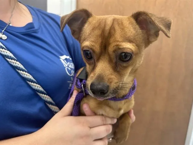 A young small-sized male Chihuahua dog named Fudge Round for adoption in Ocala, FL