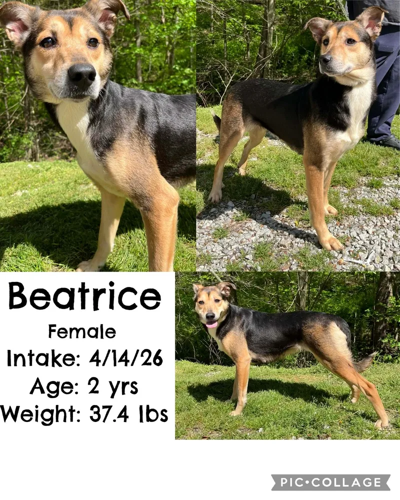 Beatrice