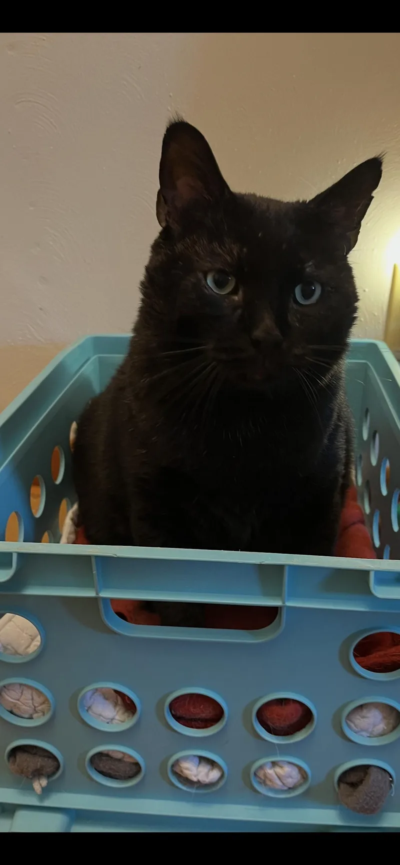 An adult large-sized male Black Domestic Short Hair cat named Ivan for adoption in Springdale, PA