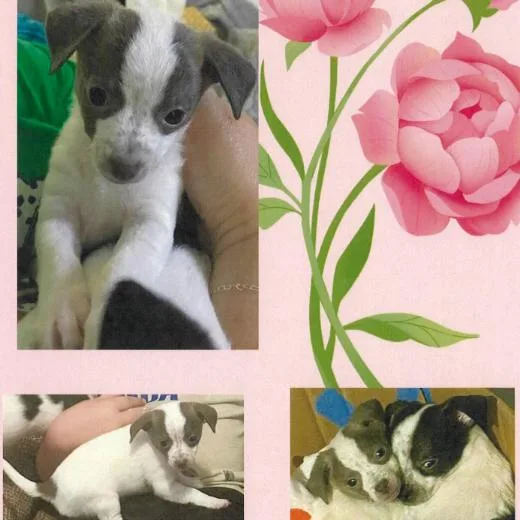 A baby small-sized female Gray / Blue / Silver Chihuahua dog named Rosebud for adoption in Delaware, OH
