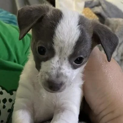 Rosebud thumbnail 2