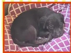 A baby small-sized female Labrador Retriever dog named Violet for adoption in Mesa, AZ