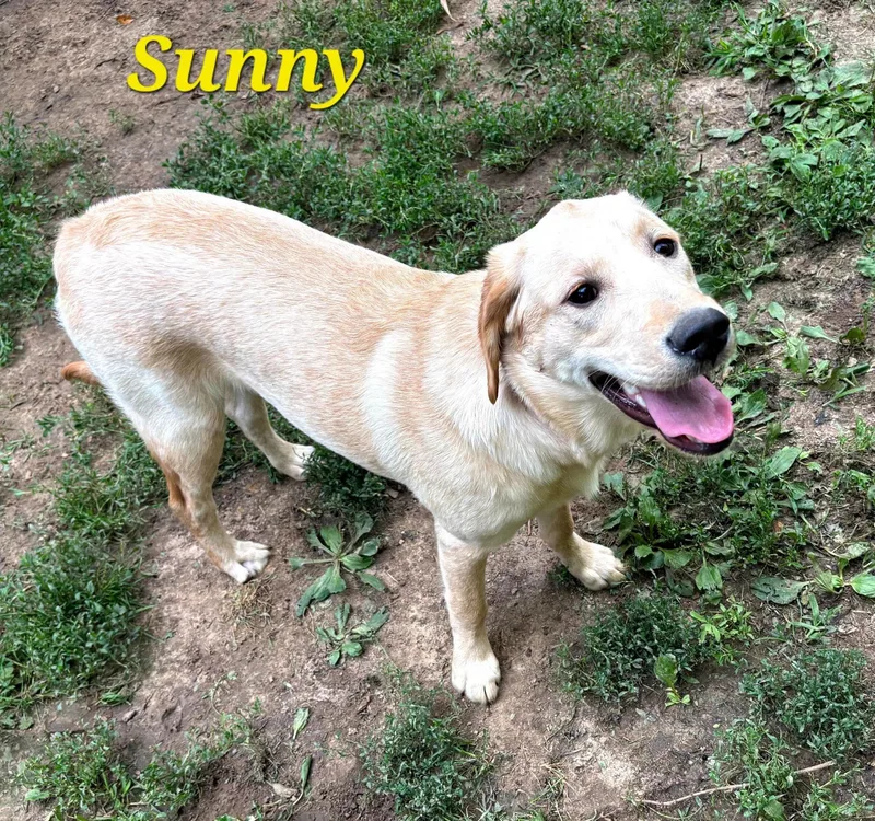 Sunny