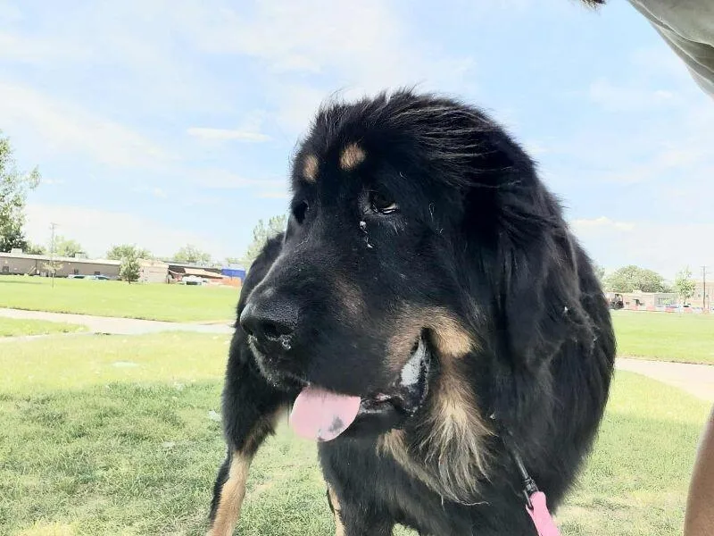 An adult large-sized female Tibetan Mastiff dog named Valeria for adoption in Windsor, CO