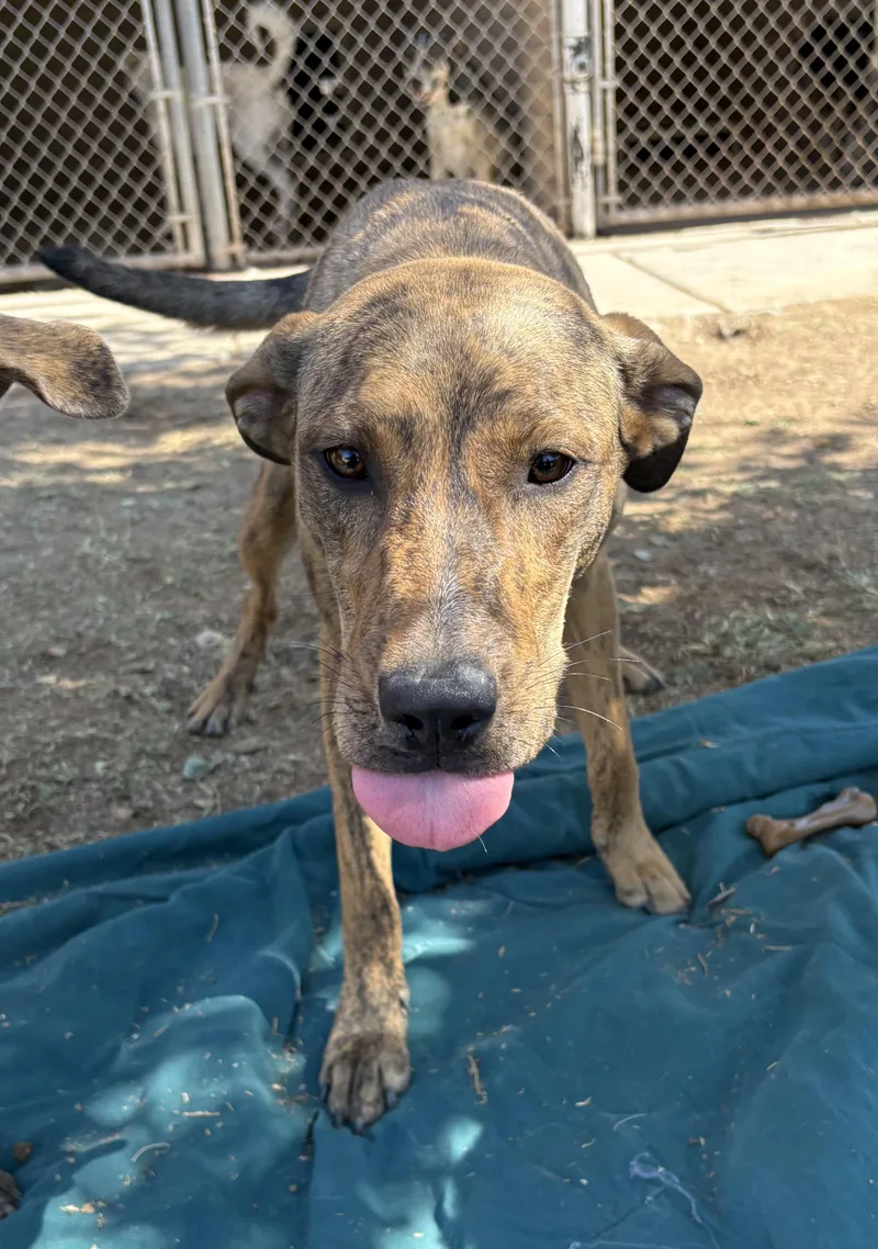 A young medium-sized female Black German Shepherd Dog dog named Roxy for adoption in Phoenix, AZ