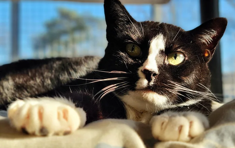 A senior large-sized female Black Domestic Short Hair cat named Truffle for adoption in Amityville, NY