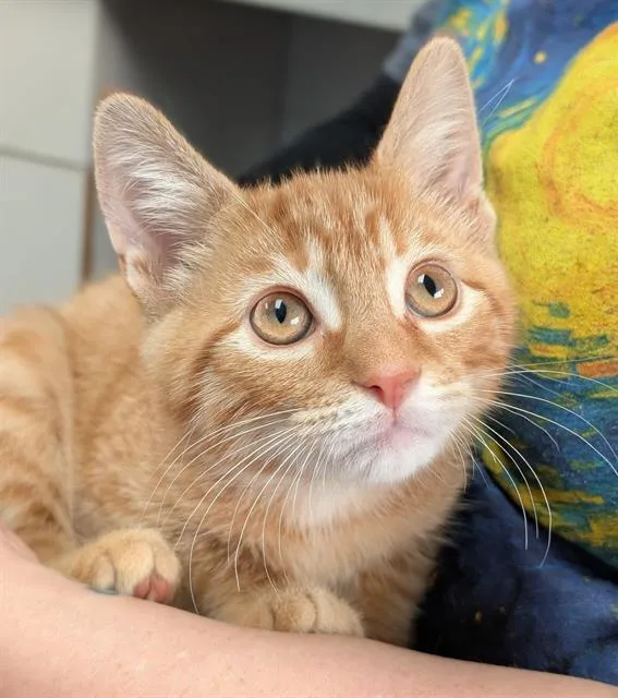 A baby small-sized male Domestic Short Hair cat named Kermit for adoption in Canfield, OH