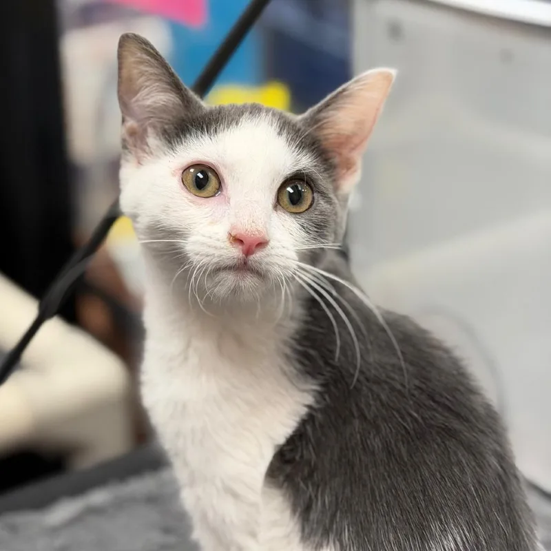 A baby medium-sized female Domestic Medium Hair cat named Pea Pod for adoption in Cumming, GA