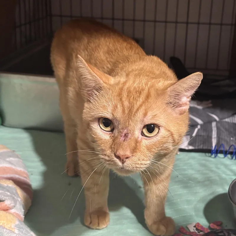 An adult medium-sized male Orange / Red Domestic Short Hair cat named Jumanji for adoption in Pittsburgh, PA