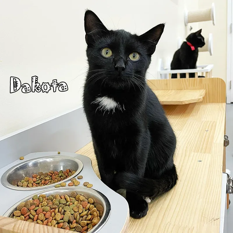 A young small-sized male Black Domestic Short Hair cat named Dakota for adoption in Carmel, IN