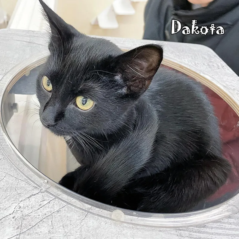 Dakota thumbnail 2