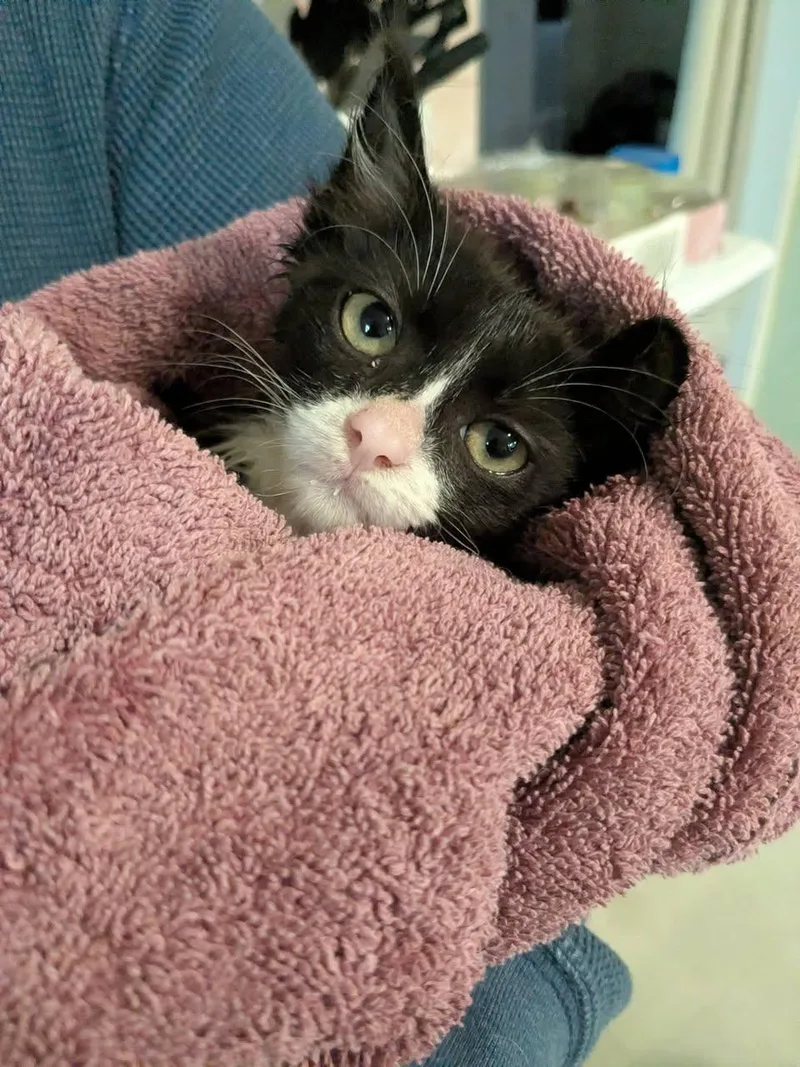 A baby small-sized male Domestic Short Hair cat named Sylvester for adoption in Enfield, CT