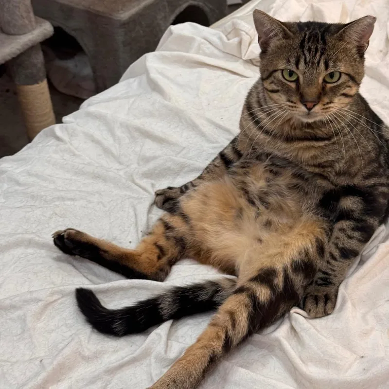 An adult small-sized male Brown / Chocolate Domestic Short Hair cat named Shishi for adoption in Los Angeles, CA