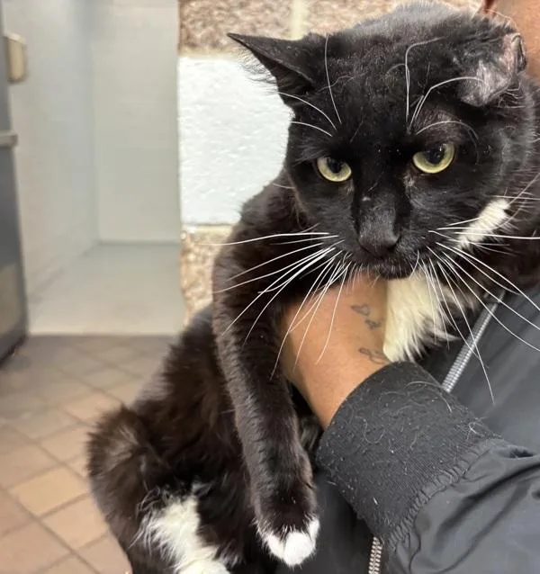 A senior large-sized male Domestic Short Hair cat named Oriio for adoption in New York, NY