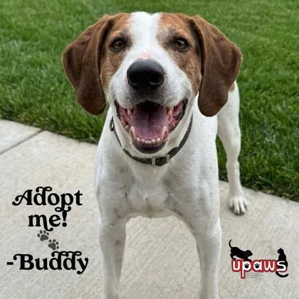 Buddy