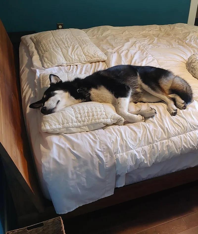 An adult large-sized female Siberian Husky dog named Bella for adoption in Deer Park, WA