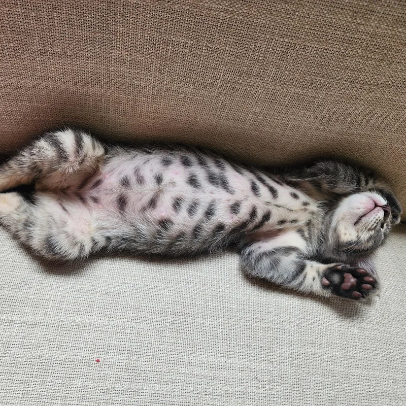 A baby small-sized male Tabby (Gray / Blue / Silver) American Shorthair cat named Arlo for adoption in Houston, TX