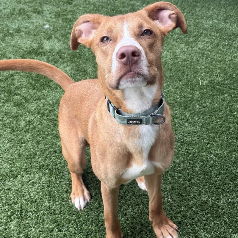 A young medium-sized male Brown / Chocolate Mixed Breed dog named Buddy for adoption in Chicago, IL