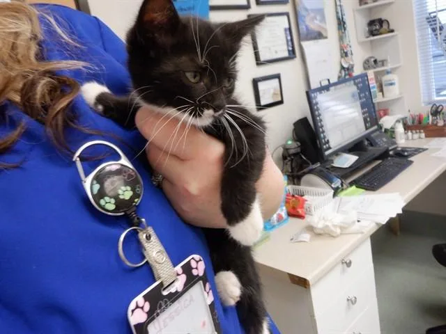 A baby small-sized female Domestic Medium Hair cat named Marge for adoption in Oroville, CA