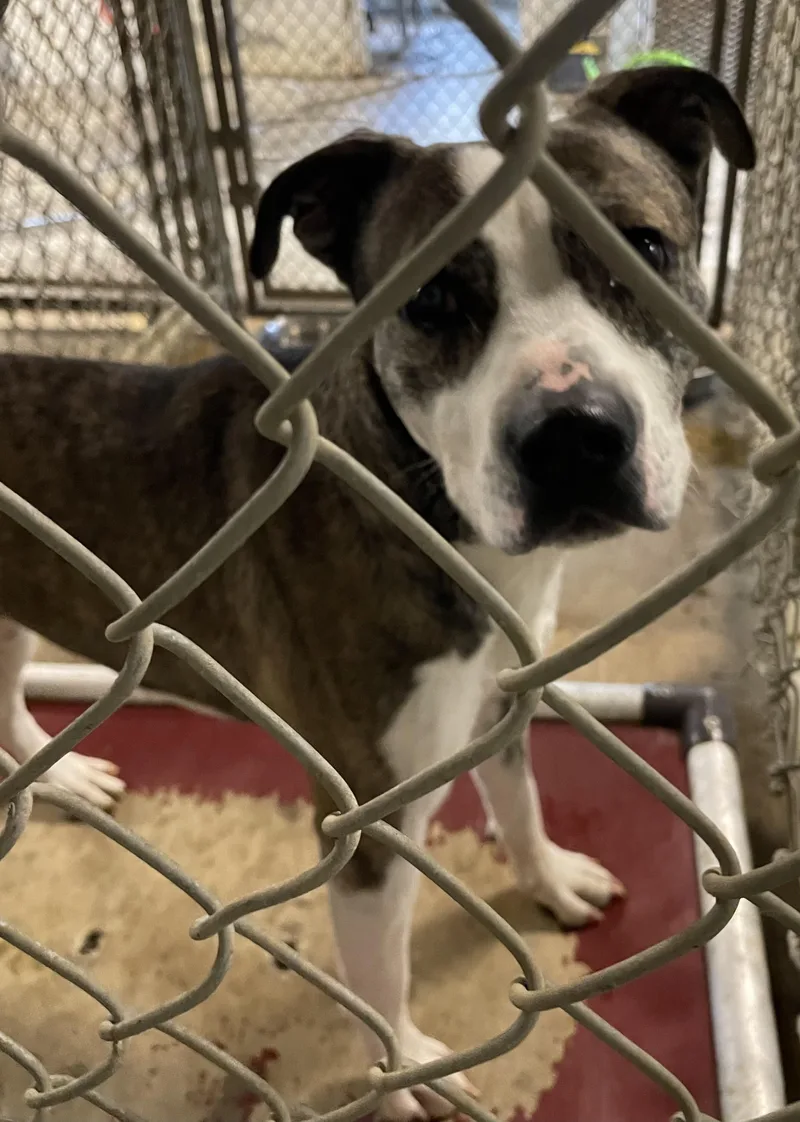 An adult medium-sized male Brindle American Staffordshire Terrier dog named Kane Hold for adoption in Canton, OH