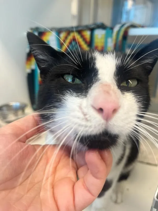 A young medium-sized male Black & White / Tuxedo Domestic Short Hair cat named Sylvester for adoption in Manassas, VA