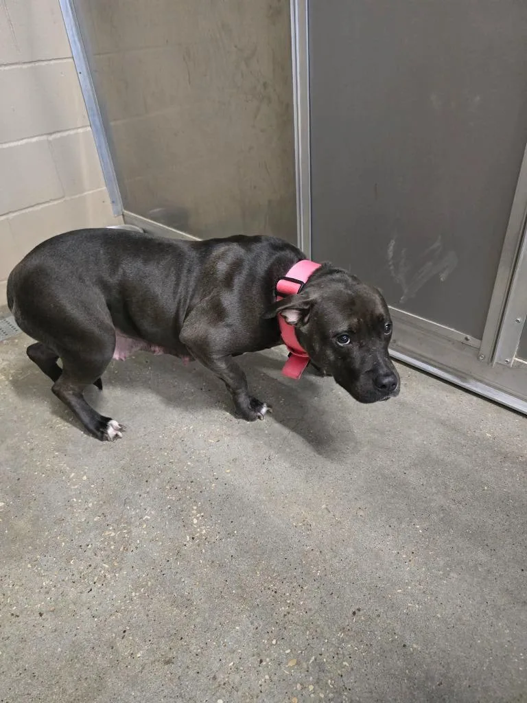 An adult large-sized female Pit Bull Terrier dog named Ebony for adoption in Huntsville, TX
