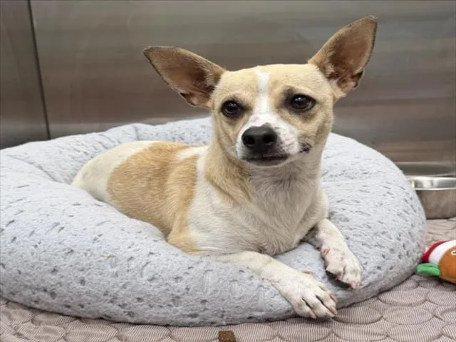 A young small-sized female Rat Terrier dog named Eleanor for adoption in Tracy, CA