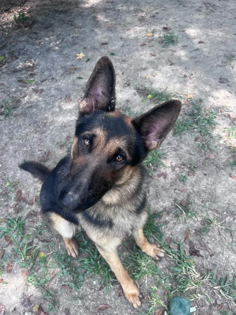 A young medium-sized male German Shepherd Dog dog named Huxley for adoption in Sorrento, LA