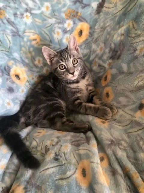 A baby small-sized female Domestic Short Hair cat named Bianca for adoption in Fairfield, CA