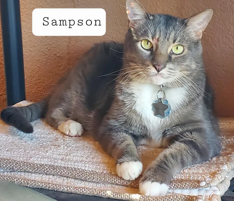 Sampson thumbnail 2