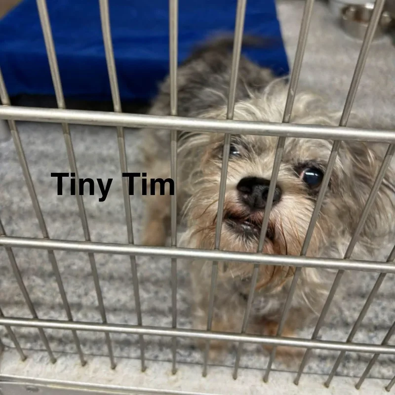 A senior small-sized male Merle (Blue) Brussels Griffon dog named Tiny Tim for adoption in St. Augustine, FL