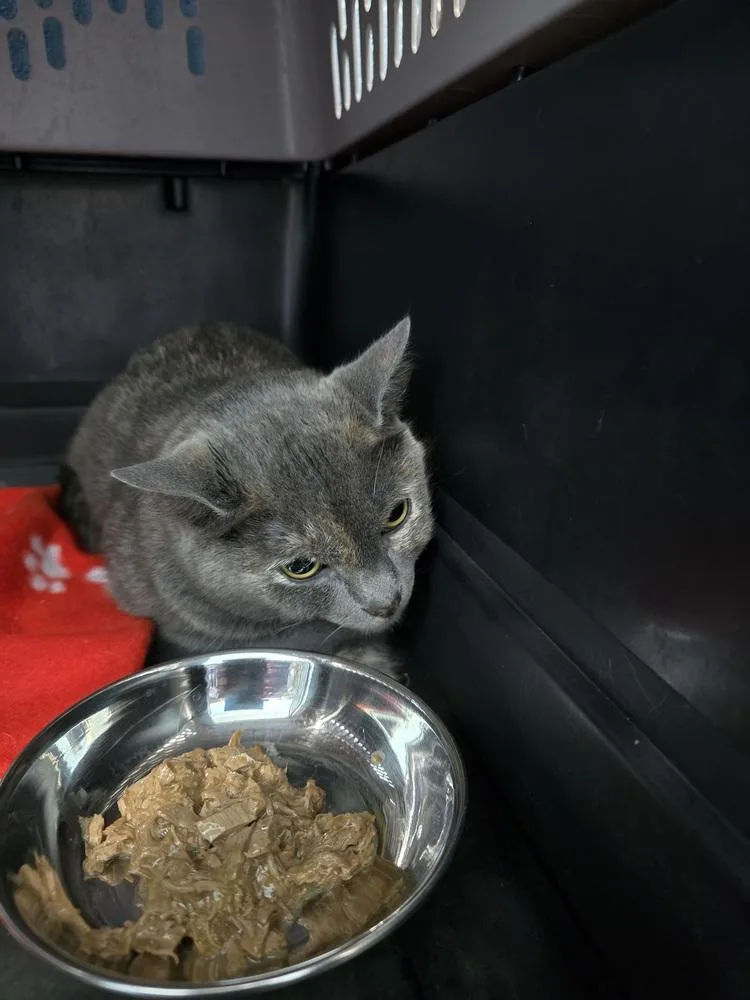 An adult small-sized female Domestic Short Hair cat named Smoke for adoption in Evansville, IN