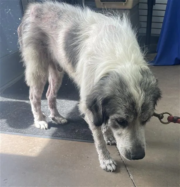 An adult large-sized male Mixed Breed dog named Eeyore for adoption in Dallas, TX