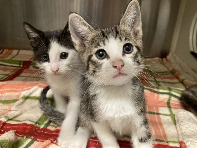 A baby small-sized male Domestic Short Hair cat named Fitzgerald for adoption in Tustin, CA