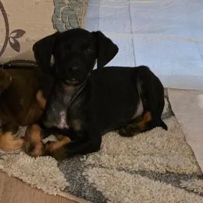 A baby small-sized female Black German Shepherd Dog dog named Shepherd Lab Mix for adoption in Kissimmee, FL