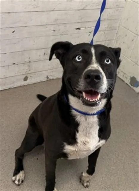 An adult medium-sized female Pit Bull Terrier dog named Trinity for adoption in San Bernardino, CA