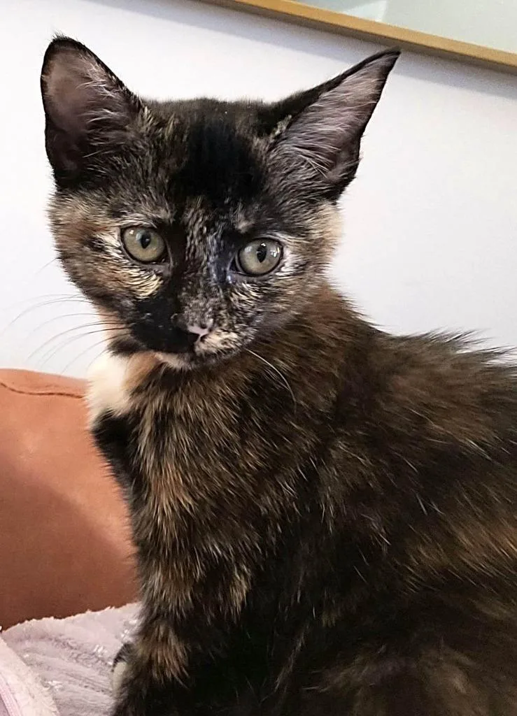 An adult medium-sized female Tortoiseshell cat named Skylar for adoption in Johnson City, TN
