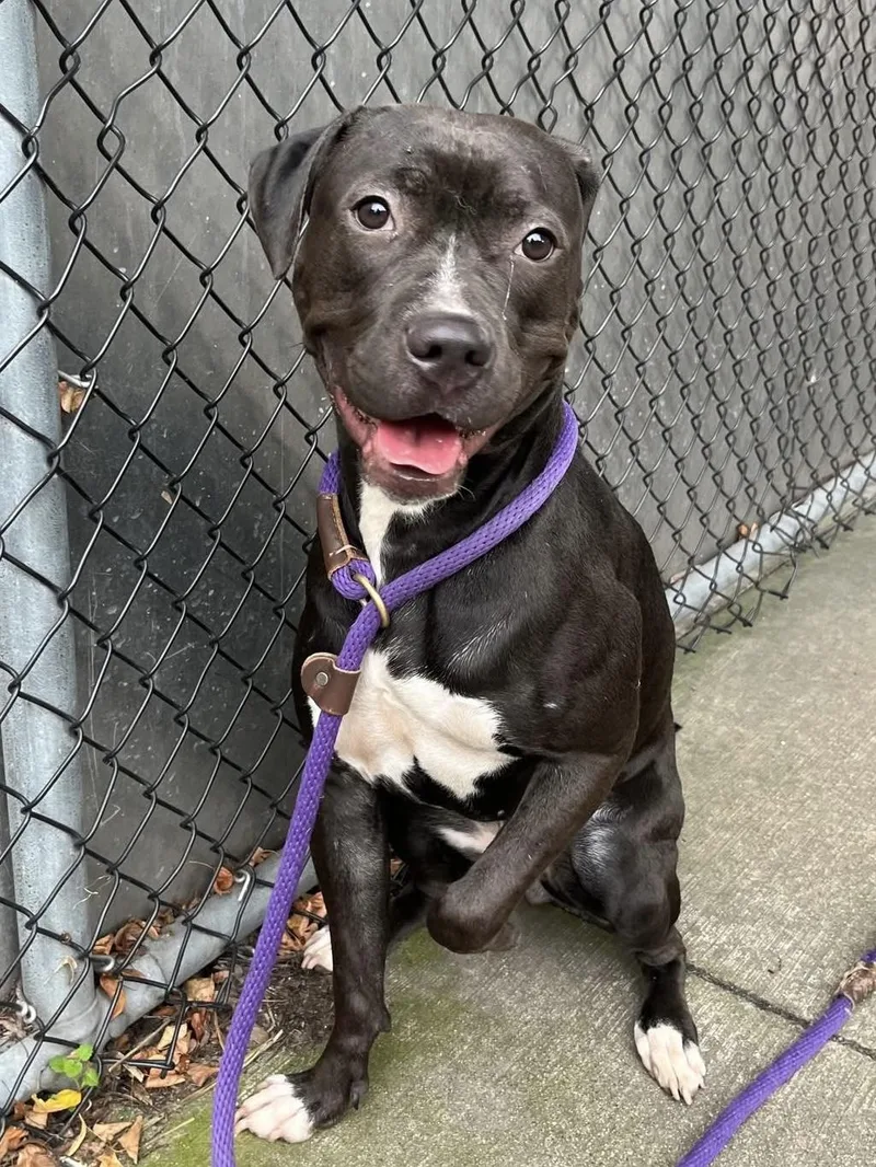 A young medium-sized female Black Pit Bull Terrier dog named Starlet for adoption in Chicago, IL