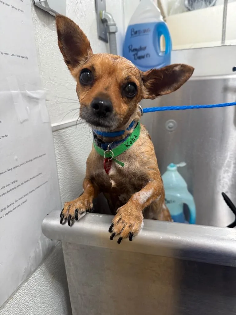 An adult small-sized female Red / Chestnut / Orange Chihuahua dog named Koha for adoption in Shingle Springs, CA