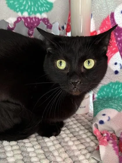 An adult medium-sized female Domestic Short Hair cat named Stapedius for adoption in Mason, MI
