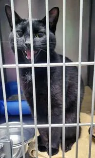 A young medium-sized female Domestic Short Hair cat named Kali for adoption in Fishers, IN